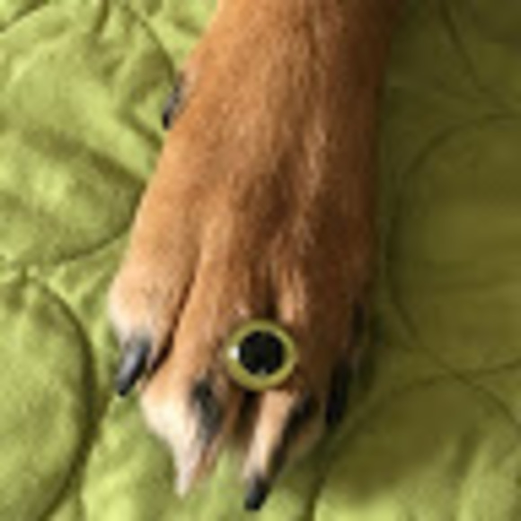 Meet your Posher, Teresa - Picture 1 of 1